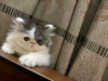Exotic Male Cat
